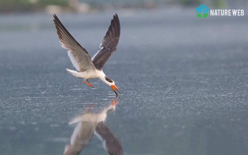 Indian Skimmer